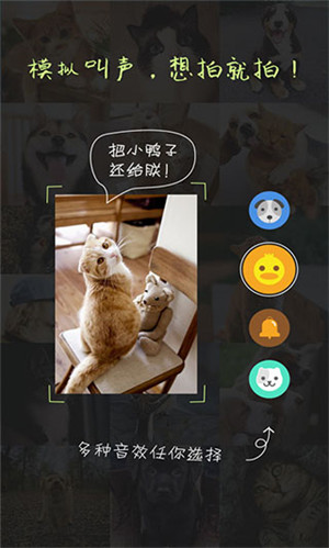 萌宠相机最新版截图(1)